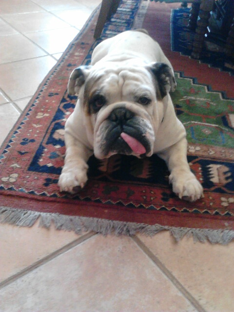 jasper-bulldog