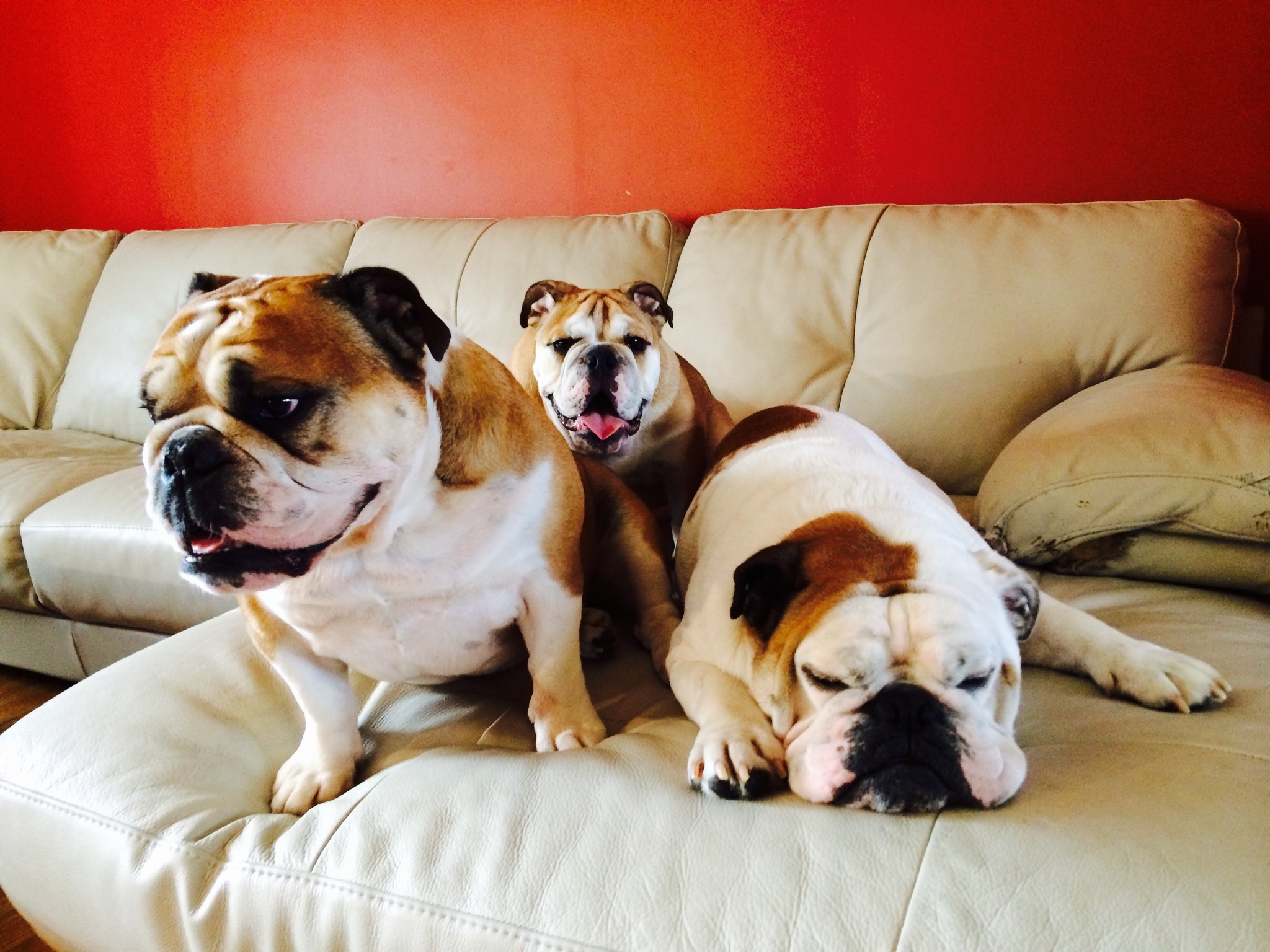 Three bulldogs sitting on couch