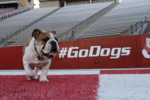 Fresno State's Victor-E from Hollywood Bulldogs