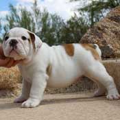 English Bulldog Puppy